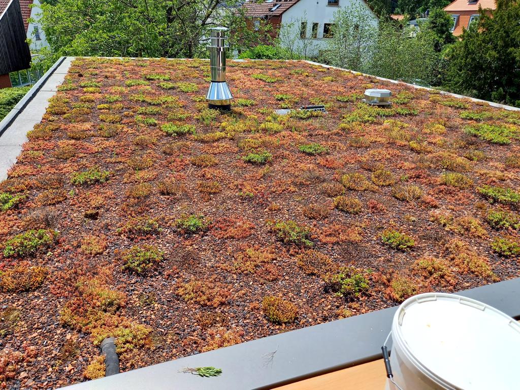 Extensiv begrüntes Flachdach mit Sedum-Pflanzen – nachhaltiger Garten- und Landschaftsbau im Rhein-Main-Gebiet