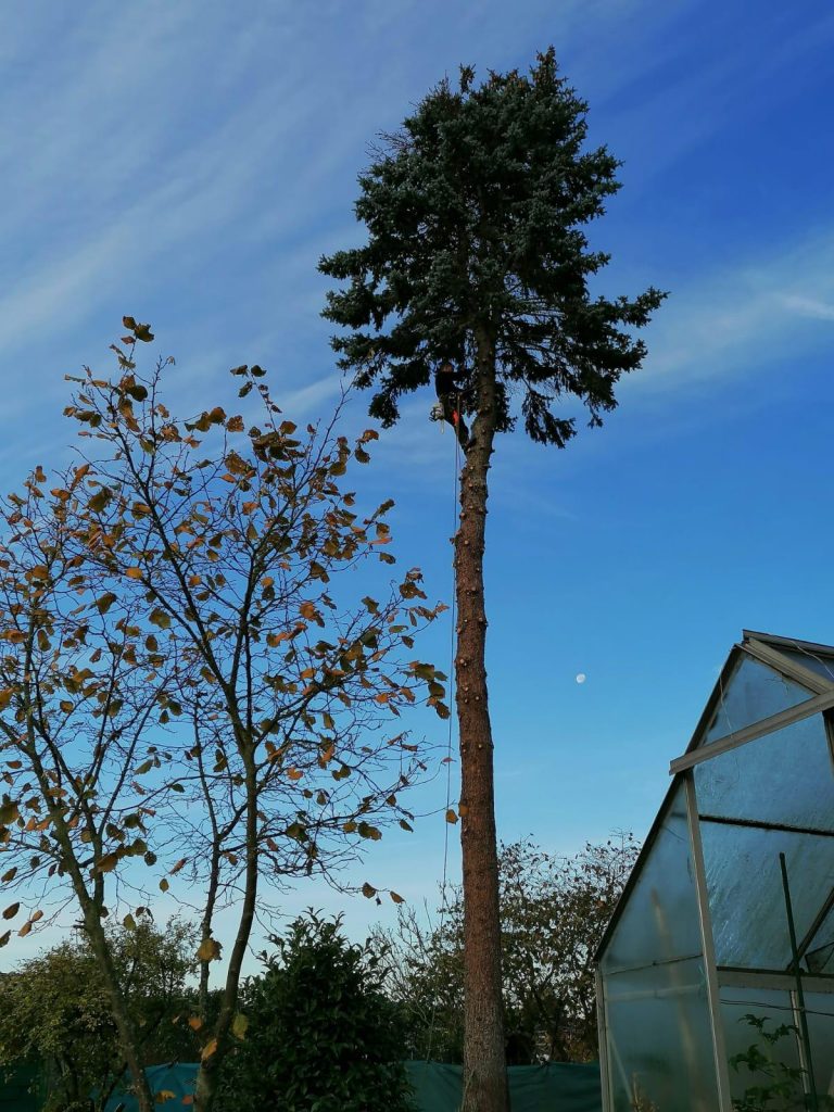 Baumpflege mit Klettertechnik – sicherer Rückschnitt und Baumfällung im Garten- und Landschaftsbau Rhein-Main