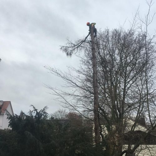 baumfällung